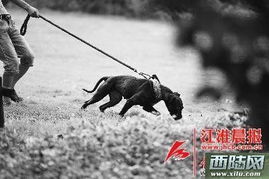 悲剧发生！九岁男孩楼下玩耍遭恶犬扑咬