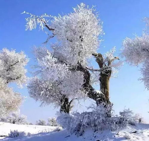 新疆开始下雪，雪域奇观与独特风情