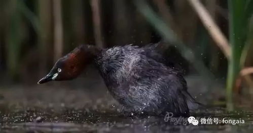 台风天鸭群稳稳站立纹丝不动的奇迹