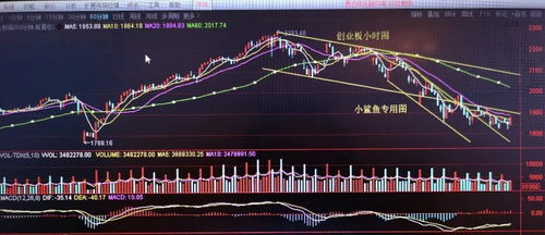 002005股票分析与投资策略探讨