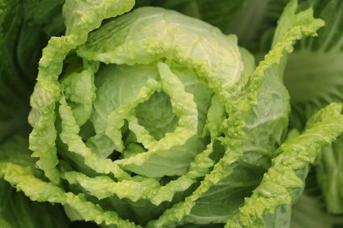 韩国卷心菜娃娃菜风靡替代大白菜现象探究