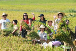 全国秋收近四成，收获的季节与农业发展的步伐