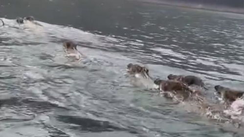 南京玄武湖惊现野猪横渡，生态恢复与城市共生的新篇章