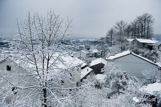 上海下雪了，城市雪景下的生活与感悟